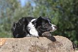 BORDER COLLIE 100